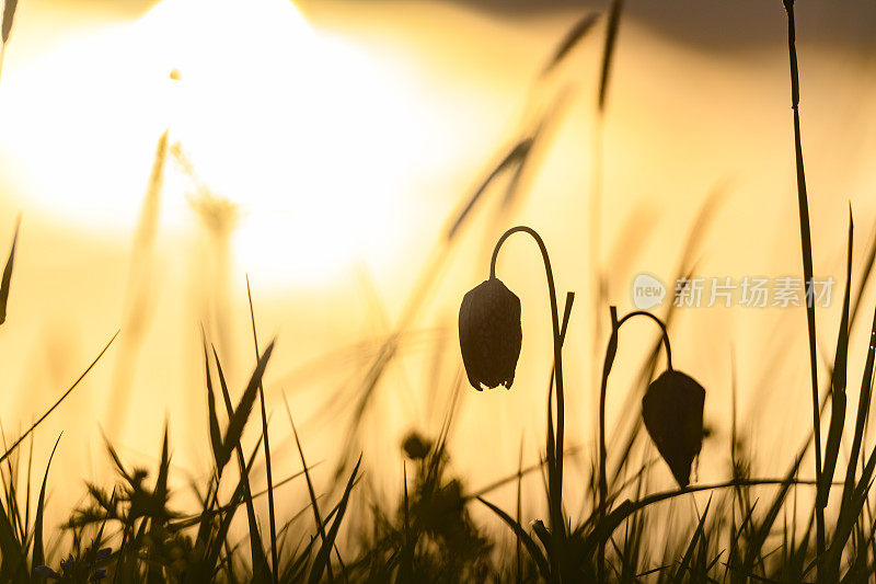 蛇头贝母(Fritillaria meleagris)在一个美丽的春天夕阳草场上